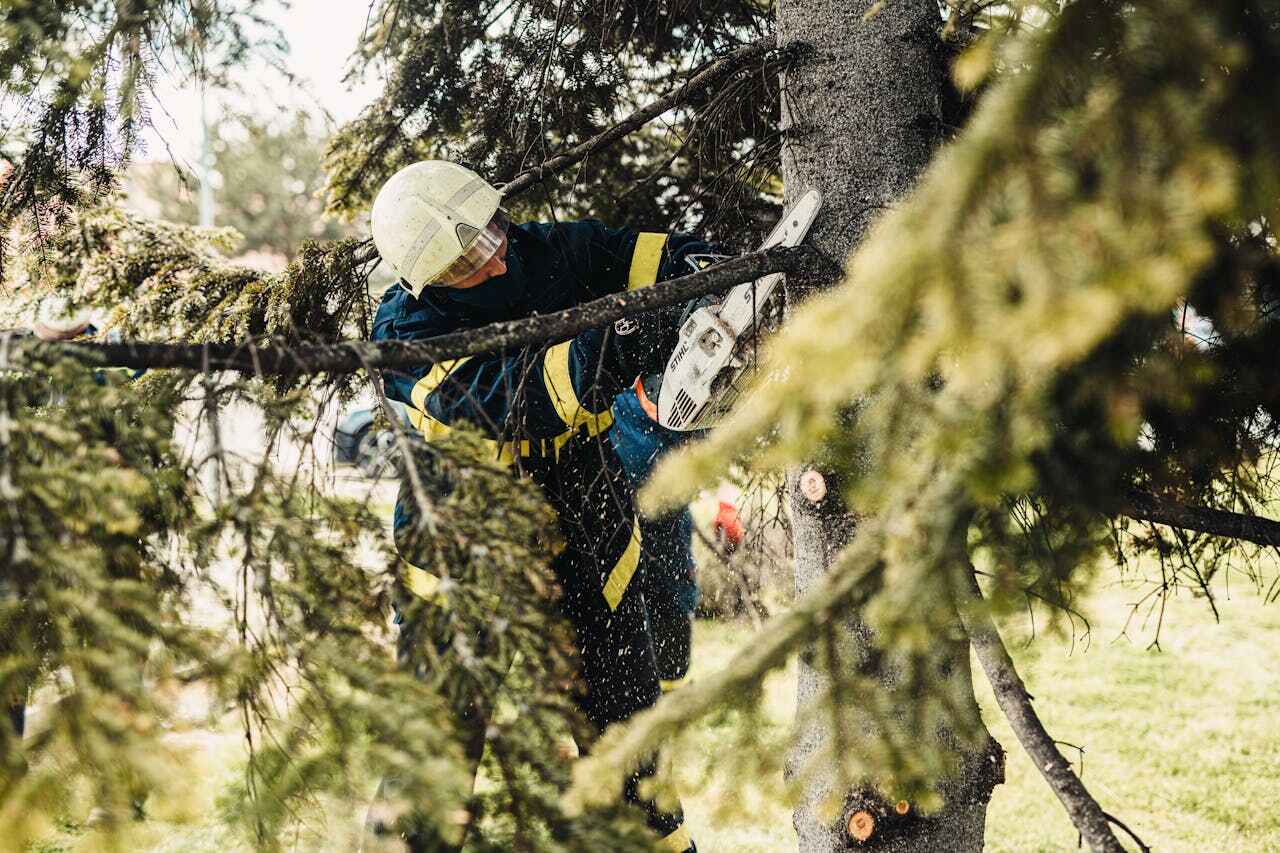 Best Tree Branch Trimming  in Heritage Pines, FL